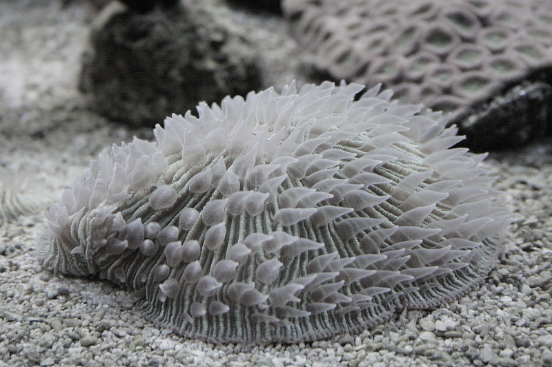 Killikus&reg; Fotographie